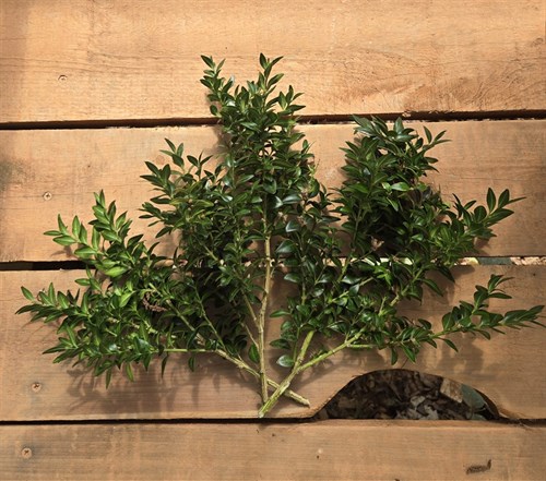 Boxwood cuttings, English, Holiday decorations
