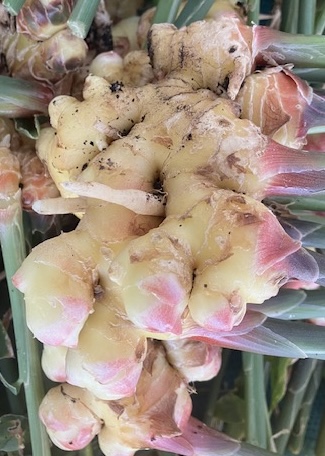 Fresh Ginger