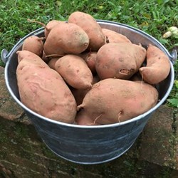 Liberty Tree Farm-Sweet Potatoes