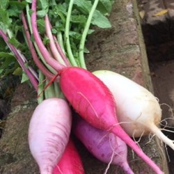 Liberty Tree Farm-Mixed Daikon Radishes