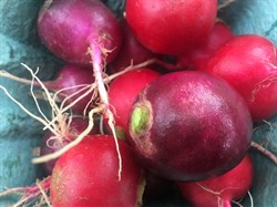 Liberty Tree Farm-Mixed Radishes