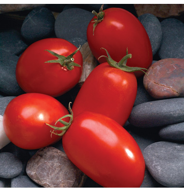 Roma Tomatoes