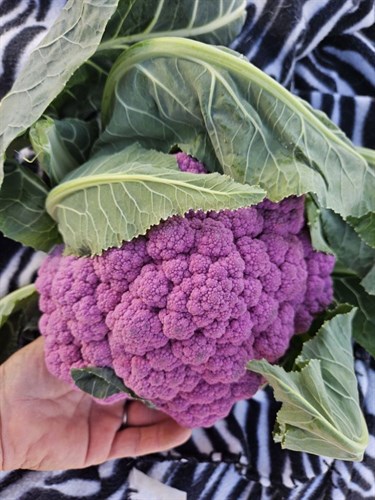 Cauliflower, Lilac