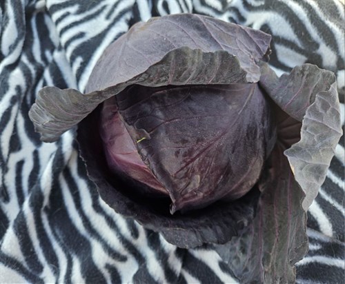 Cabbage, Red