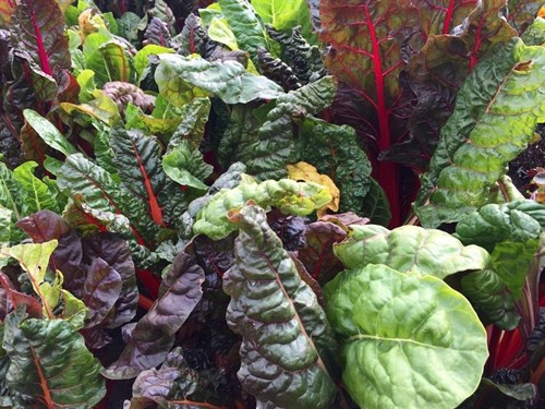 Swiss chard
