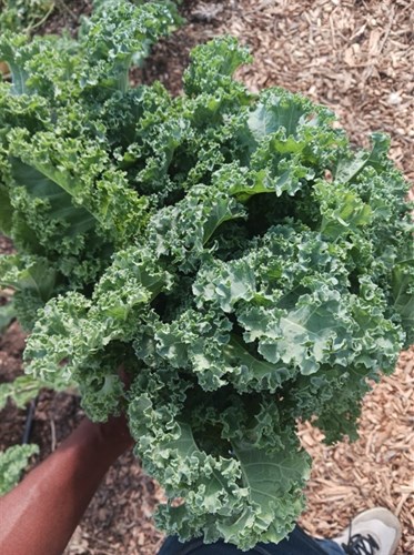 Kale