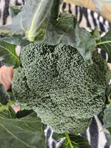 Broccoli