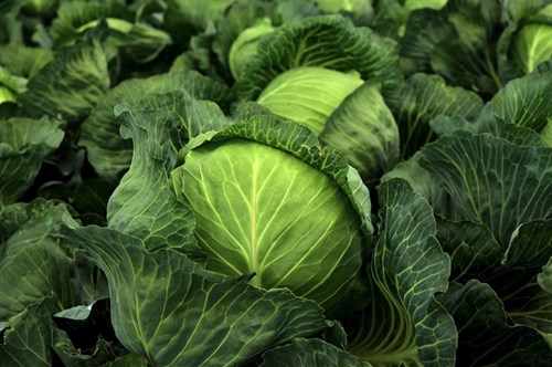 Cabbage