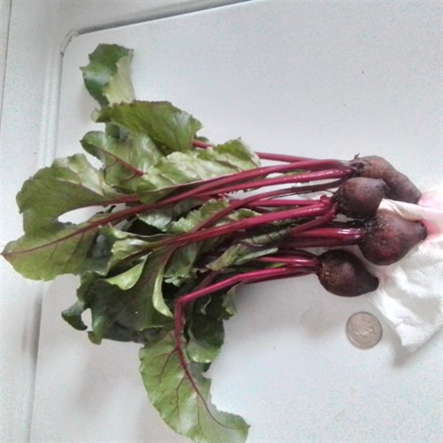 beet greens & smallroote