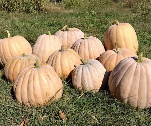 Heirloom pie pumpkin - winter squash