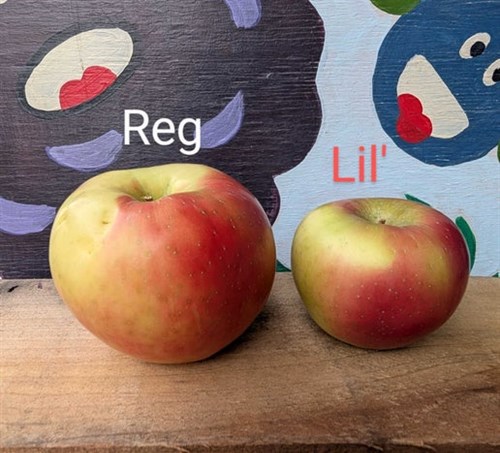Apple: Lil' Honeycrisp