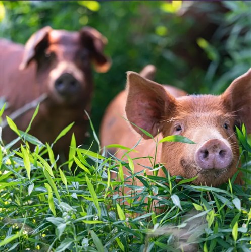 Pork "Buck" Bacon (soy-free, corn-free)
