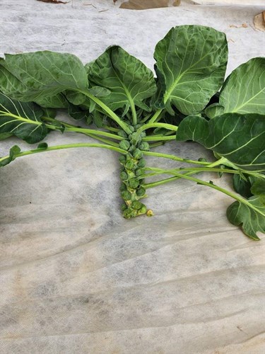 Brussel Sprout Stalks