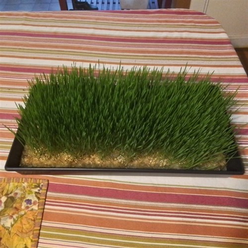 Wheatgrass