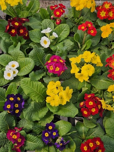 Plants, primrose