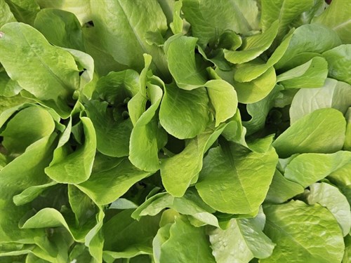 Plants, Lettuce ' Buttercrunch'