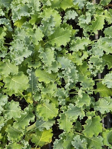 Plants, Kale 'Curly'