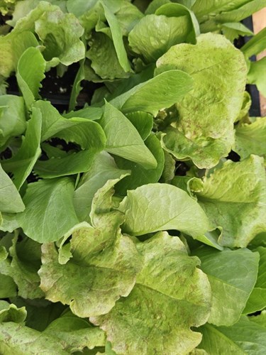 Plants, Lettuce 'mixed varieties '