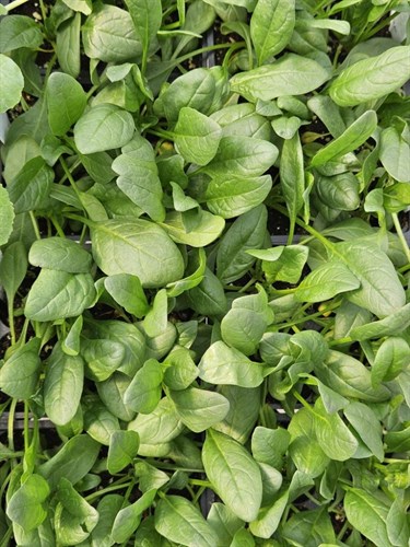 Plants, Spinach