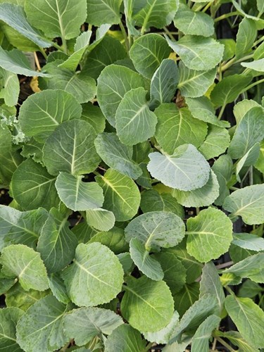 Plants, Collards