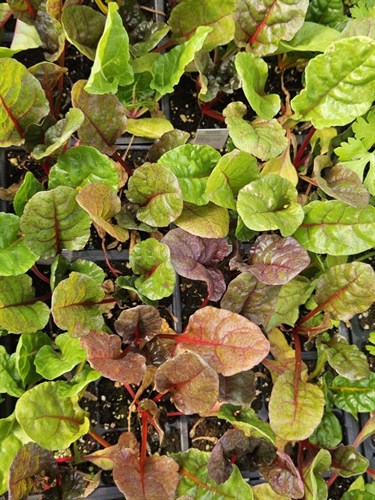 Plants, Swiss Chard