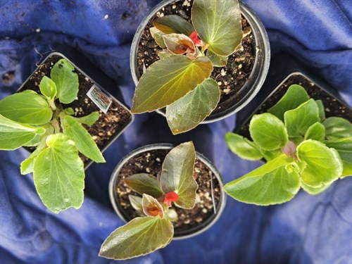 Plant, 'Angel Wing Begonia"