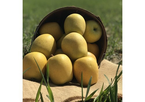 Apple: Lucky Pot O' Goldrush