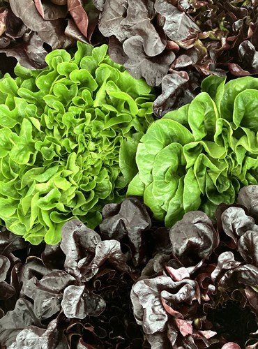 Liberty Tree Farm-Lettuce Heads