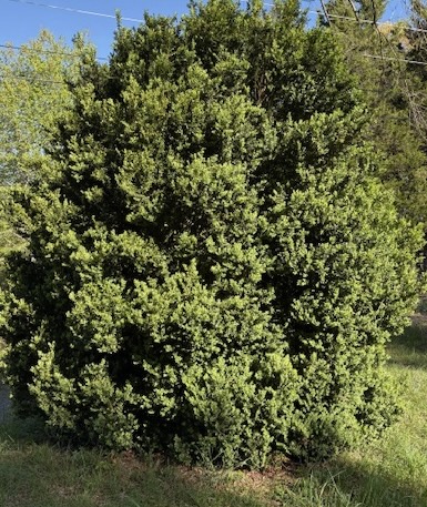 American Boxwood