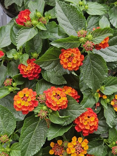 Plant, Lantana 'Hot Blooded'