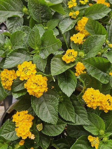Plant, Lantana  Bandalisto Pineapple