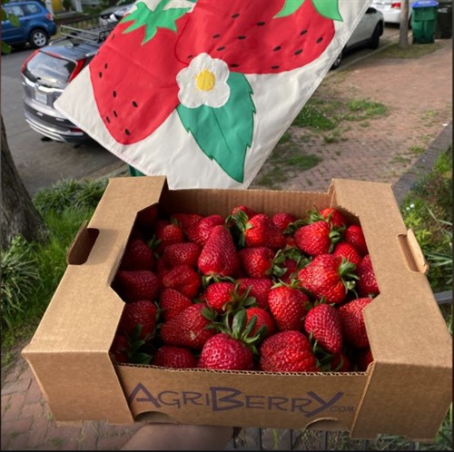 Strawberry Big Box