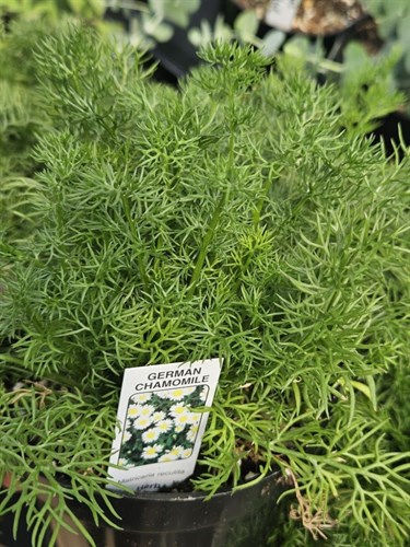 Plant, Chamomile
