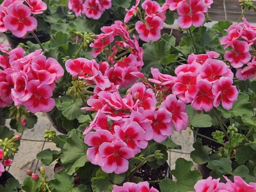 Plant, Geranium Rose mega splash