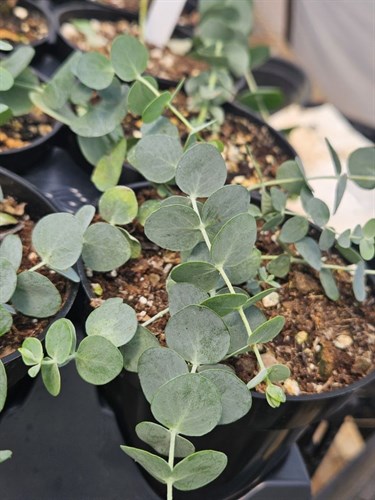 Plant, Eucalyptus
