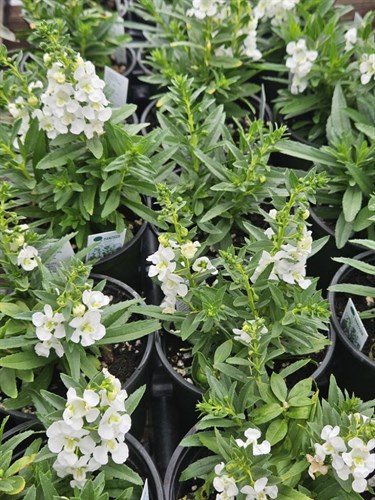 Plant, Angelonia White