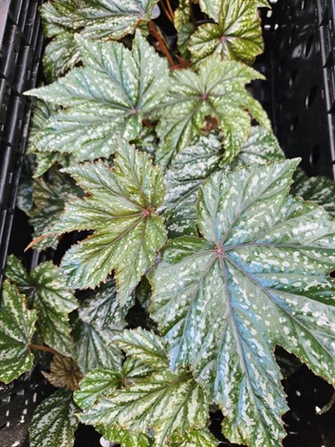 Plant, Angel Wing Begonia ' Gryphon'
