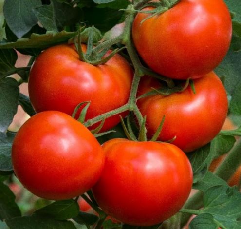 Plants - Tomato 'Beefsteak'