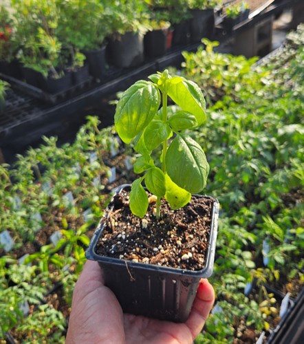 Plants - Basil - 'Sweet Basil'