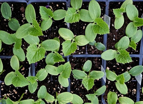 Plants, Cucumber Pickle