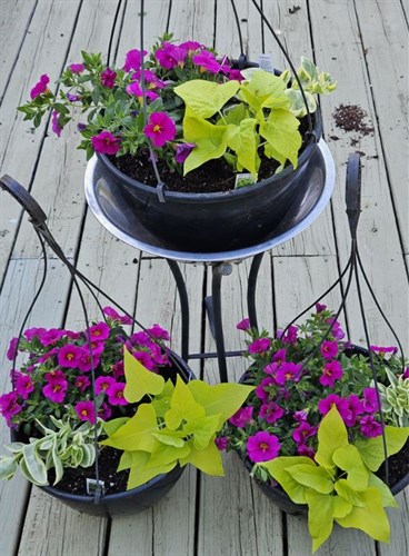 Hanging baskets