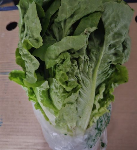 Lettuce,