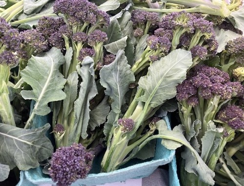 Purple Sprouting Broccoli