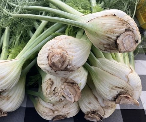 Sweet Florence Fennel