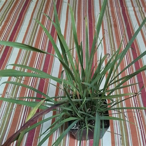Lemon Grass