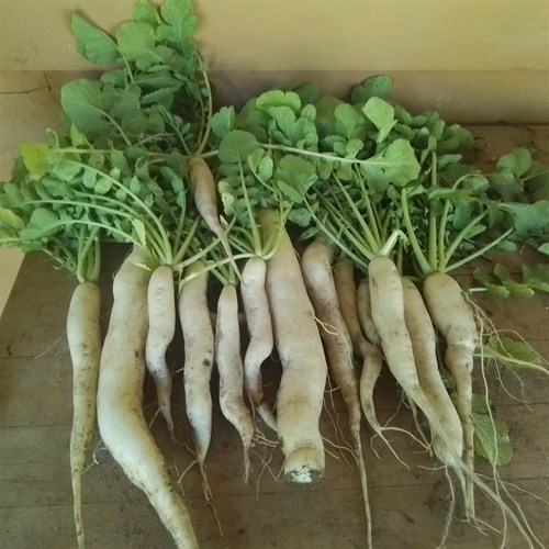 Daikon Radish