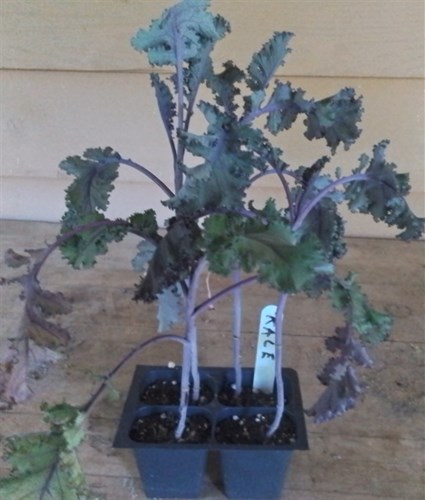 Plant, Kale