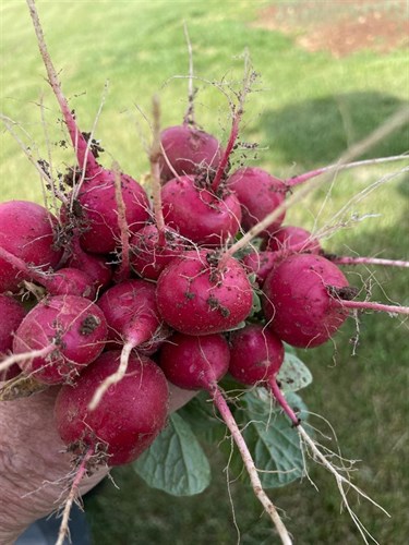 Radishes