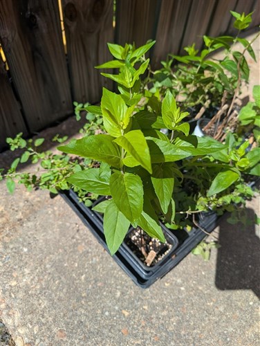 Herb & Vegetable Plants