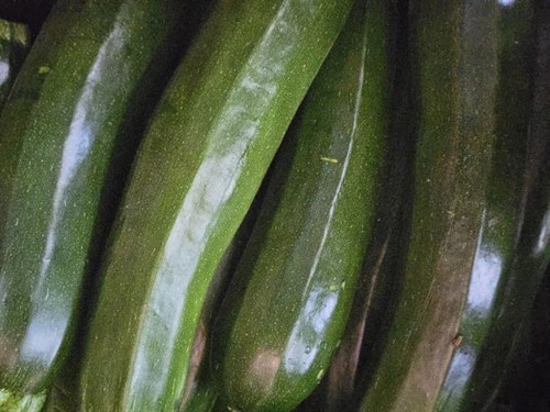 Zucchini